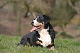 BOUVIER D'APPENZELL 090